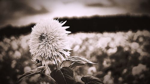 Close-up of dandelion