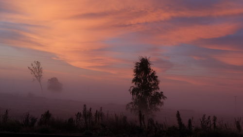 Silhouette trees against sky during sunset