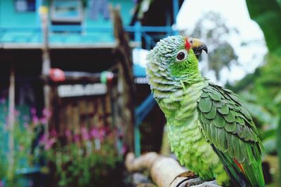 Close-up of parrot perching on plant