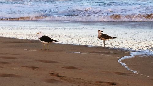 Bird perching on sand at beach