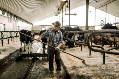 Female farmer cleaning with shovel in dairy farm