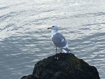 Close-up of seagull perching on rock by sea