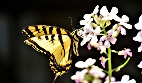 Close-up of butterfly perching on flower