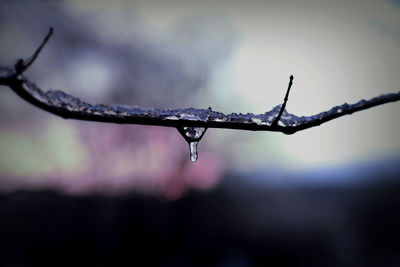 Close-up of raindrops on plant during rainy season