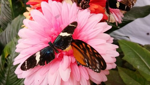 Close-up of butterfly pollinating on pink flower