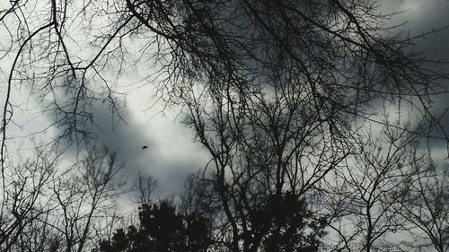 Low angle view of bare trees against sky