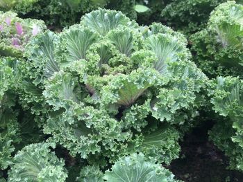 Close-up of vegetables on field