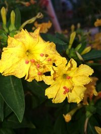 Close-up of yellow flowers growing outdoors