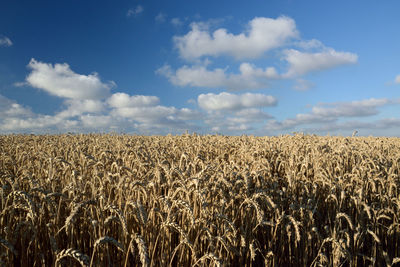 Cereal plants against sky