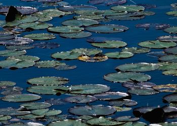 High angle view of lily pads floating on lake