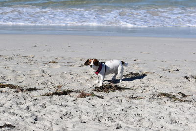 Dog on beach