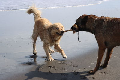 Dogs playing on the beach