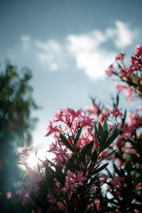 Low angle view of pink flowering plant against cloudy sky