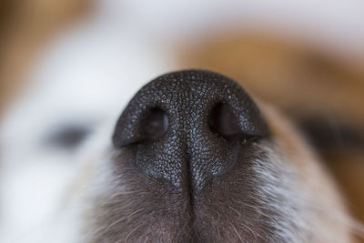 Close-up of a dog