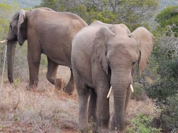 Elephant standing in a field