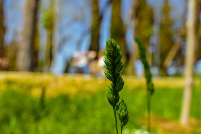 Close-up of crops growing on field