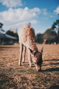Full length of a horse on field