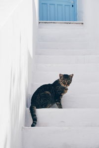 Cat on steps
