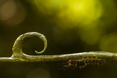 Close-up of spider web