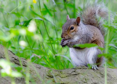 Close-up of squirrel eating on branch