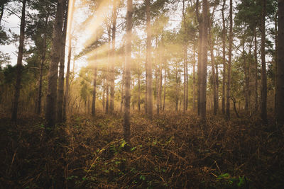 Sunlight streaming through trees in forest