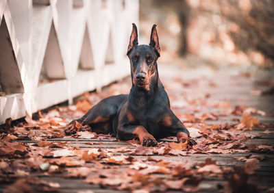 Portrait of dog sitting on leaves