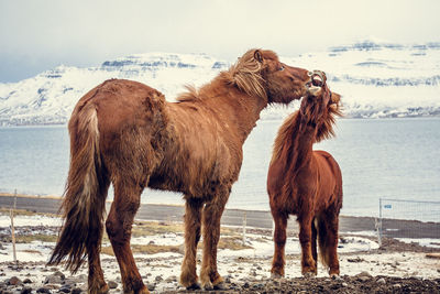 Horse cuddling foal on pasture landscape photo