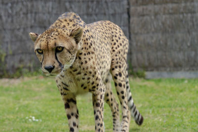animal