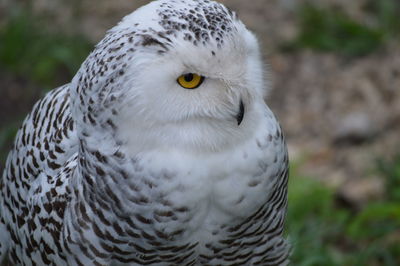 Close-up portrait of owl