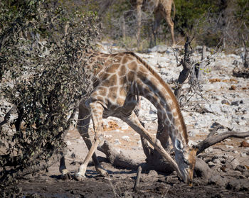 Giraffe beding over and drinking from water hole in etosha national park, namibia