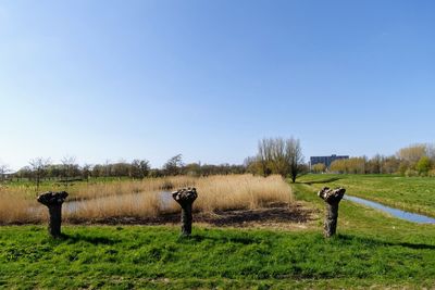 Scenic view of field against clear sky