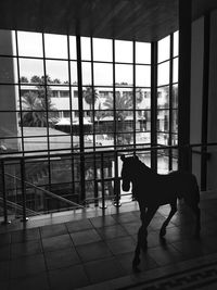 Side view of horse looking through window