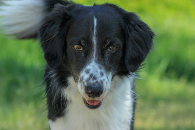 Close-up portrait of dog