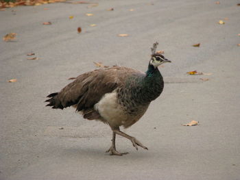 Close-up of a duck on the road