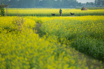 Scenic view of oilseed rape field