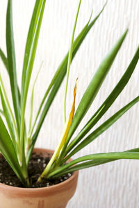 plant