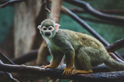 Portrait of spider monkey sitting on branch