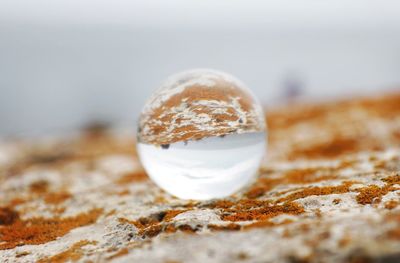 Close-up of ice cream on rock