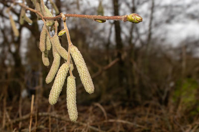 plant