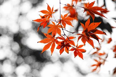 Close-up of maple leaves on tree