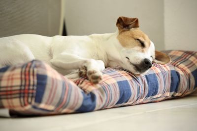 Dog sleeping on bed at home