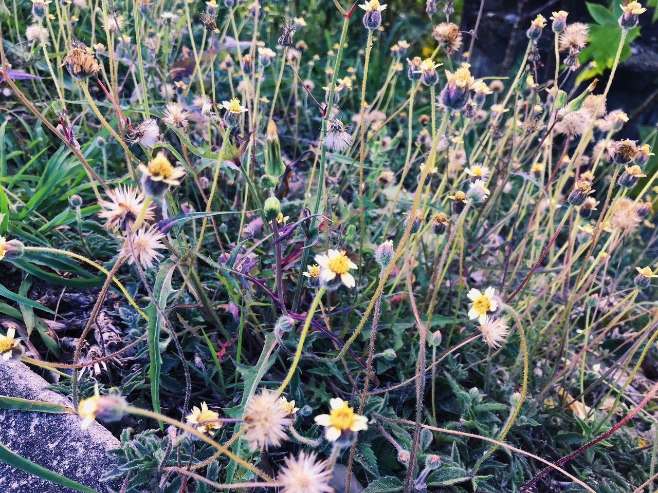 CLOSE-UP OF FLOWERING PLANTS ON FIELD