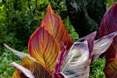 Close-up of leaves