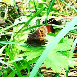 Close-up of butterfly on grass