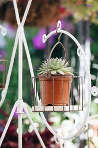 Close-up of potted plant