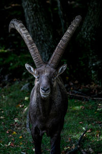 Wildlife un shadow