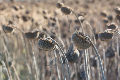 Autumn sunflower before harvest in sunny day. ripe dry full sunflowers closeup. 