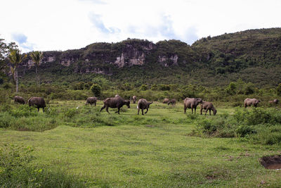 Horses grazing in field