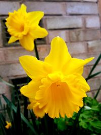 Close-up of yellow flower