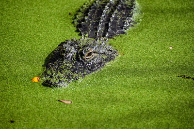 Close-up of lizard on grass